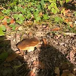 Βίλα Evasion Nature Maison & Glamping Grayan-et-l'Hopital