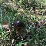 Evasion Nature Maison & Glamping Βίλα *