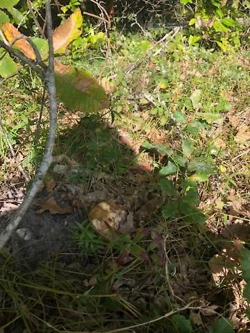 Villa Evasion Nature Maison & Glamping Grayan-et-l'Hopital