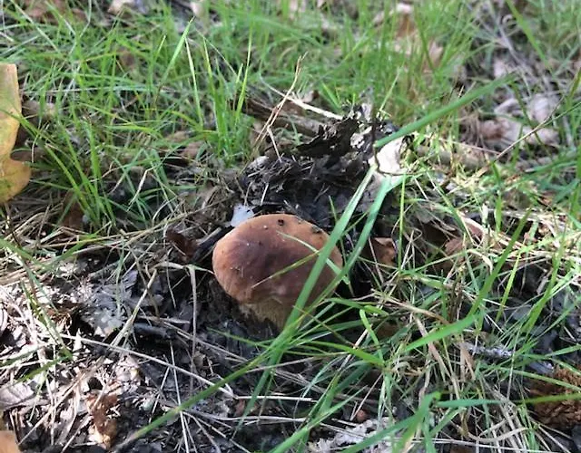 Evasion Nature Maison & Glamping * Grayan-et-l'Hopital