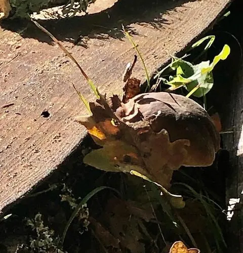 Evasion Nature Maison & Glamping Вилла Grayan-et-l'Hopital