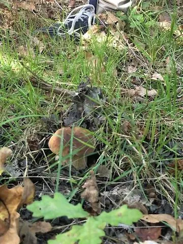 Вилла Evasion Nature Maison & Glamping Grayan-et-l'Hopital