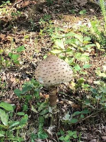 Вилла Evasion Nature Maison & Glamping *