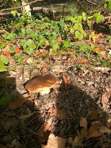 Villa Evasion Nature Maison & Glamping Grayan-et-l'Hopital