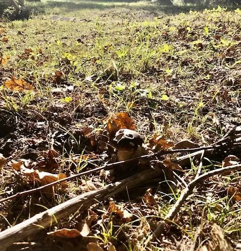 Evasion Nature Maison & Glamping