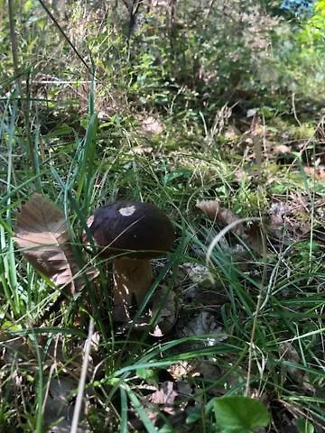 Evasion Nature Maison & Glamping Вилла *