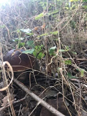 Evasion Nature Maison & Glamping Вилла *