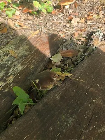 Вилла Evasion Nature Maison & Glamping