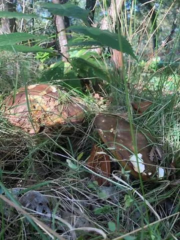 Evasion Nature Maison & Glamping * Grayan-et-l'Hopital